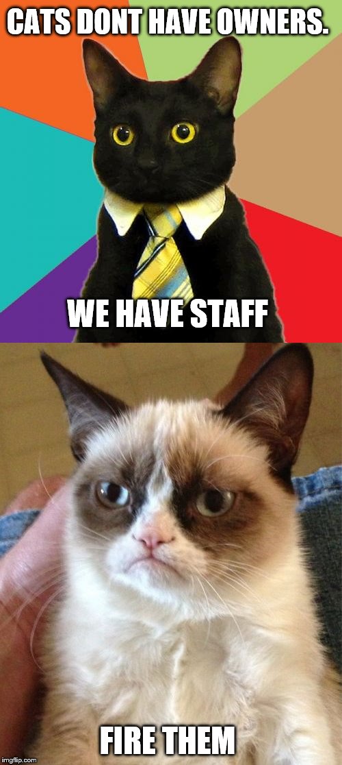 Cat Meme | CATS DONT HAVE OWNERS. WE HAVE STAFF; FIRE THEM | image tagged in memes,business cat,grumpy cat | made w/ Imgflip meme maker