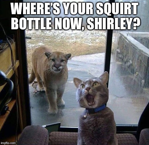House Cat with Mountain Lion at the door | WHERE’S YOUR SQUIRT BOTTLE NOW, SHIRLEY? | image tagged in house cat with mountain lion at the door | made w/ Imgflip meme maker