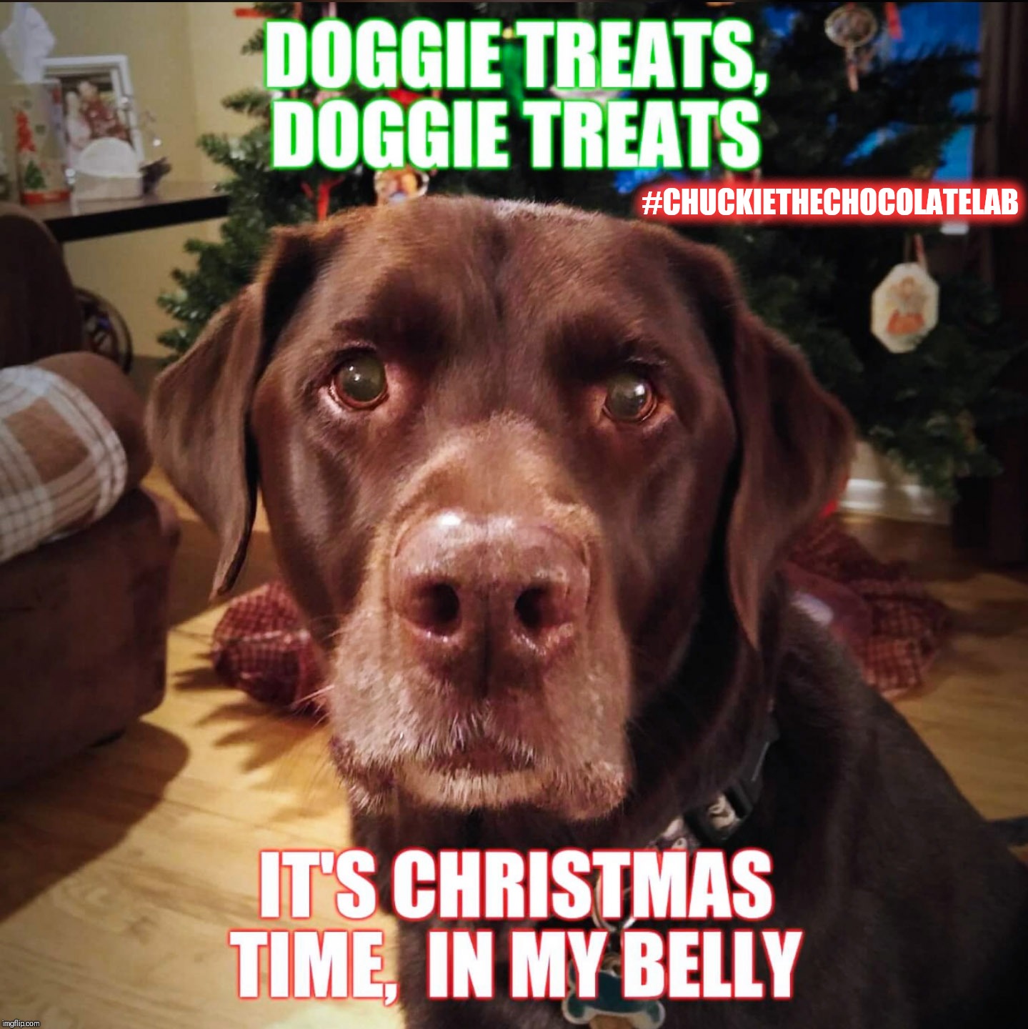 It's Christmas time in my belly | #CHUCKIETHECHOCOLATELAB | image tagged in chuckie the chocolate lab,christmas,dogs,funny,memes,holidays | made w/ Imgflip meme maker
