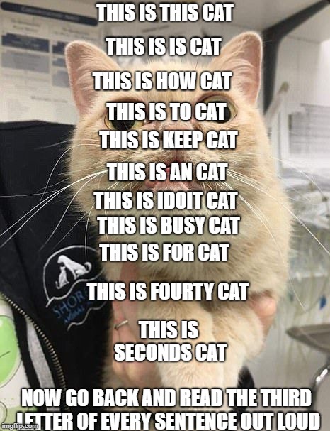 STUPID CAT | THIS IS THIS CAT; THIS IS IS CAT; THIS IS HOW CAT; THIS IS TO CAT; THIS IS KEEP CAT; THIS IS AN CAT; THIS IS IDOIT CAT; THIS IS BUSY CAT; THIS IS FOR CAT; THIS IS FOURTY CAT; THIS IS SECONDS CAT; NOW GO BACK AND READ THE THIRD LETTER OF EVERY SENTENCE OUT LOUD | image tagged in stupid cat | made w/ Imgflip meme maker