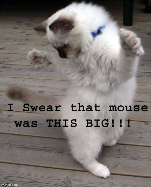 A mouser for sure. | image tagged in memes,cat,liar liar pants on fire,funny,makeup | made w/ Imgflip meme maker