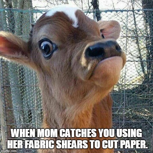 When mom catches you | WHEN MOM CATCHES YOU USING HER FABRIC SHEARS TO CUT PAPER. | image tagged in cow,calf,mom,mom catches you,fabric,shears | made w/ Imgflip meme maker