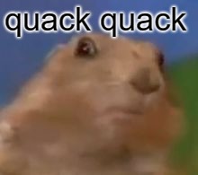 Shocked Rodent | quack quack | image tagged in shocked rodent | made w/ Imgflip meme maker