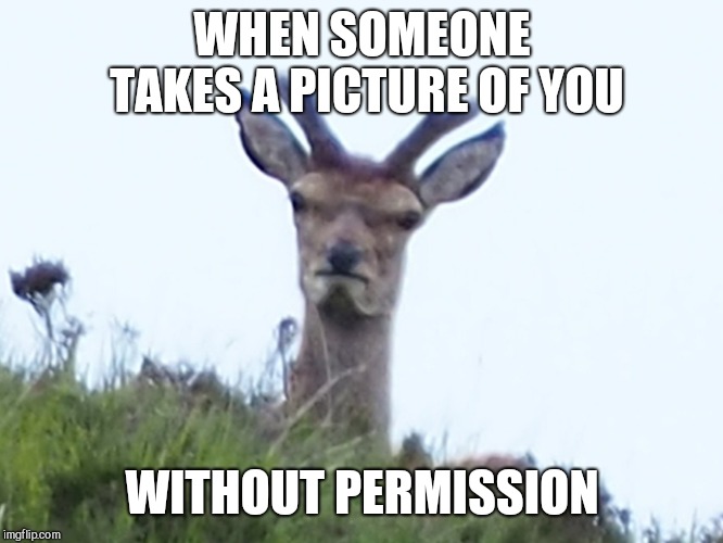 furious deer | WHEN SOMEONE TAKES A PICTURE OF YOU; WITHOUT PERMISSION | image tagged in furious deer | made w/ Imgflip meme maker