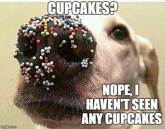 They were on the counter a minute ago. | CUPCAKES? NOPE, I HAVEN'T SEEN ANY CUPCAKES | image tagged in dog,cupcake,random | made w/ Imgflip meme maker
