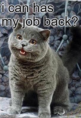 I can has cheezburger cat | i can has my job back? | image tagged in i can has cheezburger cat | made w/ Imgflip meme maker