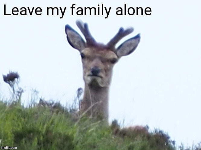 furious deer | Leave my family alone | image tagged in furious deer | made w/ Imgflip meme maker