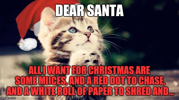 Begging Christmas cat | DEAR SANTA; ALL I WANT FOR CHRISTMAS ARE SOME MIICES, AND A RED DOT TO CHASE, AND A WHITE ROLL OF PAPER TO SHRED AND... | image tagged in begging christmas cat,memes,christmas presents,for christmas i want,cats,cute animals | made w/ Imgflip meme maker