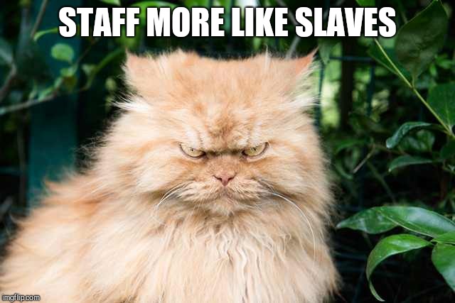 Displeased cat | STAFF MORE LIKE SLAVES | image tagged in displeased cat | made w/ Imgflip meme maker