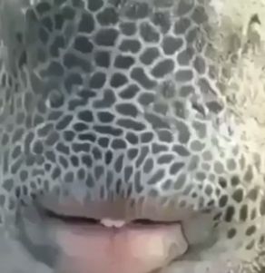 High Quality Nigga Fish Blank Meme Template