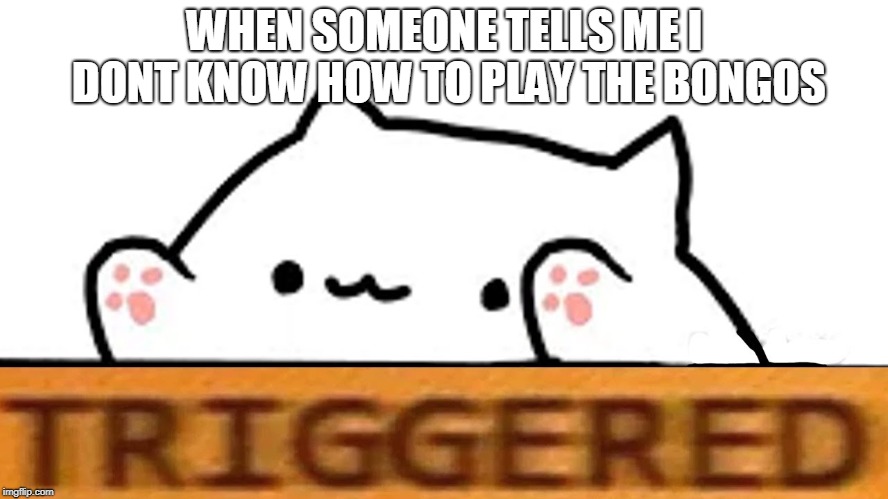IM TRIGGGGGGGGGGGGGGGEEEEEEEEEEEEEEERED | WHEN SOMEONE TELLS ME I DONT KNOW HOW TO PLAY THE BONGOS | image tagged in cats,kittys,triggered | made w/ Imgflip meme maker