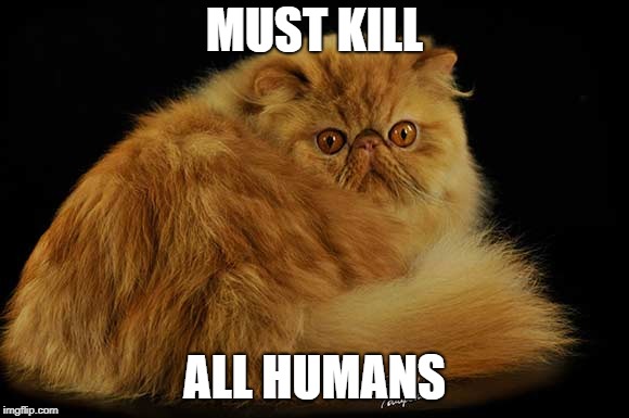 Long haired red tabby persian cat | MUST KILL; ALL HUMANS | image tagged in long haired red tabby persian cat | made w/ Imgflip meme maker