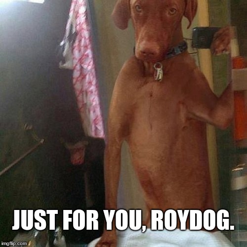 Nude Selfie | JUST FOR YOU, ROYDOG. | image tagged in nude selfie,memes,dogs,bad dog,sexting | made w/ Imgflip meme maker