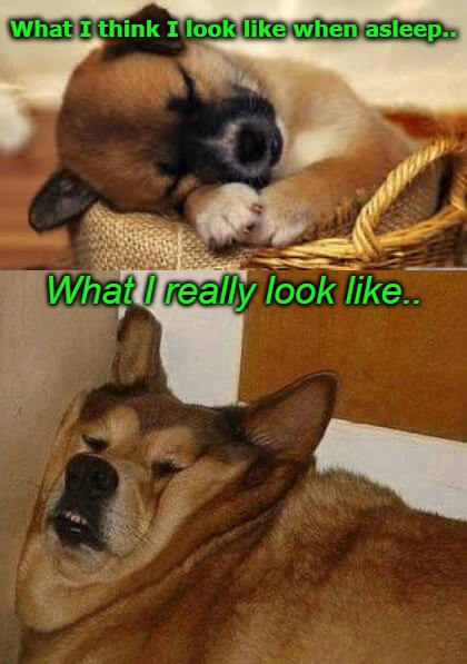 What I think I look like when asleep.. What I really look like.. | image tagged in sleeping,funny,humor,ugly,dark humor | made w/ Imgflip meme maker