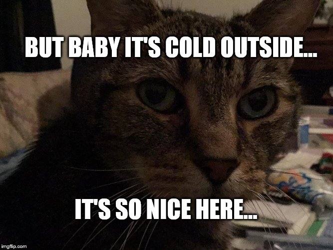 Baby it's Cold Outside... | BUT BABY IT'S COLD OUTSIDE... IT'S SO NICE HERE... | image tagged in cat baby it's cold outside | made w/ Imgflip meme maker