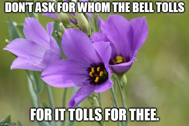 What is a bell that never rings, but it's knell makes the angels sing? | DON'T ASK FOR WHOM THE BELL TOLLS; FOR IT TOLLS FOR THEE. | image tagged in bluebell purple flowers,legend | made w/ Imgflip meme maker