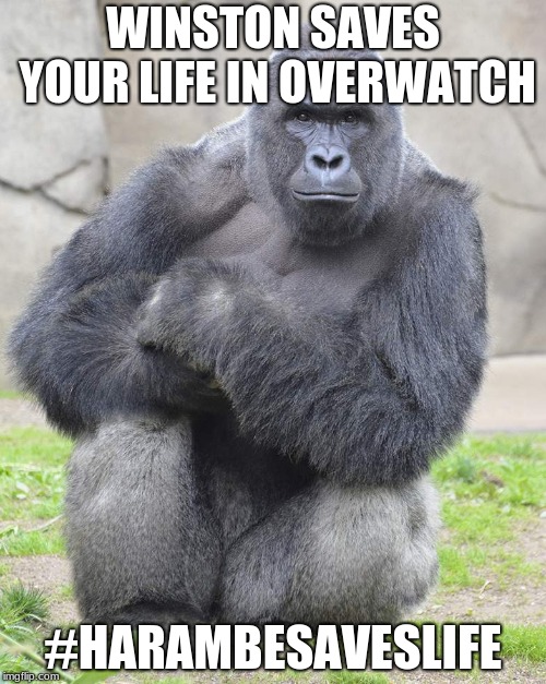 Harambe | WINSTON SAVES YOUR LIFE IN OVERWATCH; #HARAMBESAVESLIFE | image tagged in harambe | made w/ Imgflip meme maker