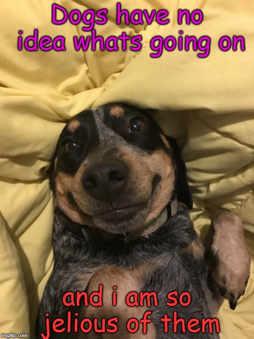 I love dogs | Dogs have no idea whats going on; and i am so jelious of them | image tagged in dogs,funny,love | made w/ Imgflip meme maker