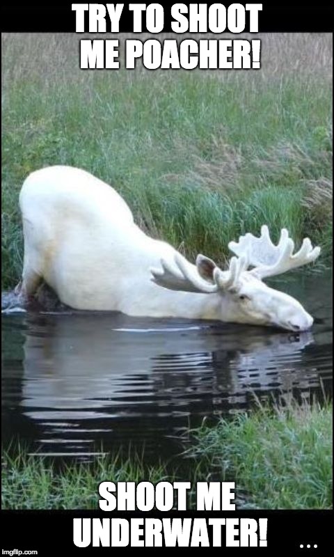 Moose pool  |  TRY TO SHOOT ME POACHER! SHOOT ME UNDERWATER! | image tagged in moose pool | made w/ Imgflip meme maker