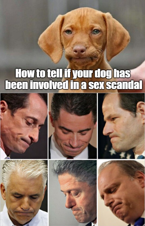 How to tell if your dog has been involved in a sex scandal | How to tell if your dog has been involved in a sex scandal | image tagged in dogs,sex scandal,politicians | made w/ Imgflip meme maker