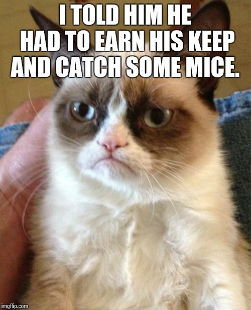 Grumpy Cat | I TOLD HIM HE HAD TO EARN HIS KEEP AND CATCH SOME MICE. | image tagged in memes,grumpy cat | made w/ Imgflip meme maker