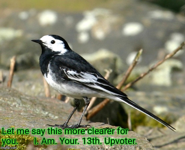 Savage Pied Wagtail | Let me say this more clearer for you.       I. Am. Your. 13th. Upvoter. | image tagged in savage pied wagtail | made w/ Imgflip meme maker