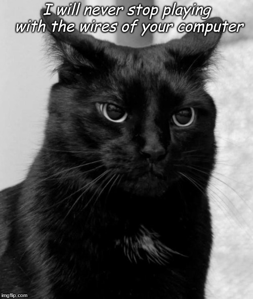 Black cat pissed | I will never stop playing with the wires of your computer | image tagged in black cat pissed | made w/ Imgflip meme maker