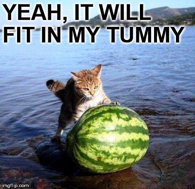 Eyes are bigger than his tummy | YEAH, IT WILL FIT IN MY TUMMY | image tagged in argument invalid watermelon cat | made w/ Imgflip meme maker