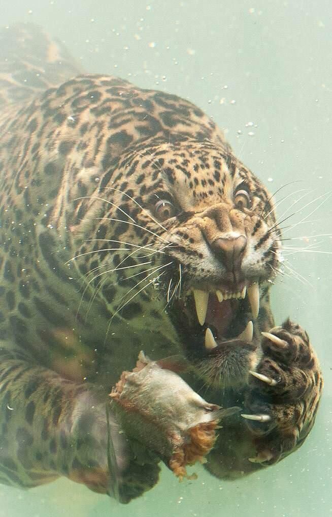 High Quality Underwater Jaguar Blank Meme Template