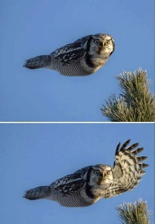 Owl Hi Blank Meme Template