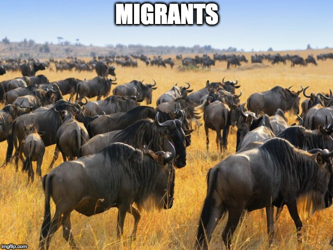 Herd of wildebeests gnus in Africa | MIGRANTS | image tagged in herd of wildebeests gnus in africa | made w/ Imgflip meme maker