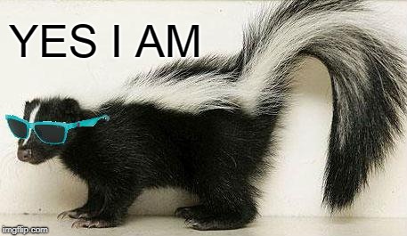 Cool Skunk | YES I AM | image tagged in cool skunk | made w/ Imgflip meme maker