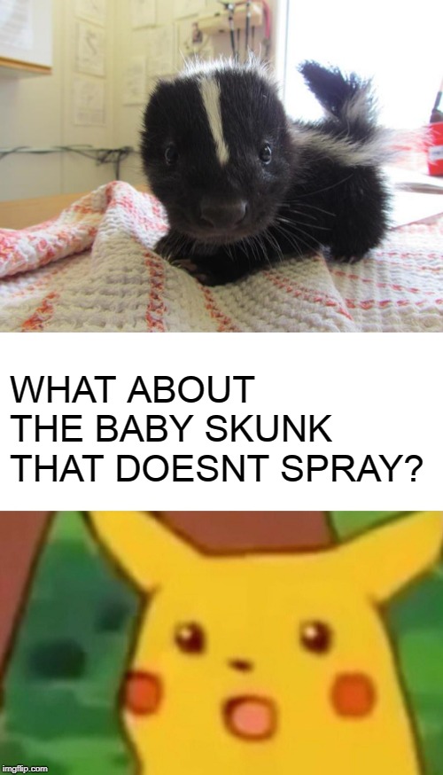 WHAT ABOUT THE BABY SKUNK THAT DOESNT SPRAY? | image tagged in baby skunk,memes,surprised pikachu | made w/ Imgflip meme maker