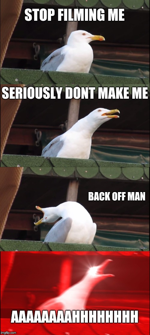 Inhaling Seagull | STOP FILMING ME; SERIOUSLY DONT MAKE ME; BACK OFF MAN; AAAAAAAAHHHHHHHH | image tagged in memes,inhaling seagull | made w/ Imgflip meme maker