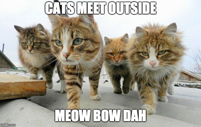 Cat gang | CATS MEET OUTSIDE; MEOW BOW DAH | image tagged in cat gang | made w/ Imgflip meme maker