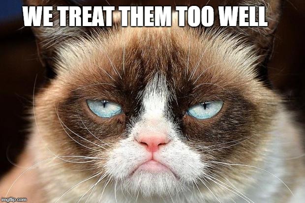 Grumpy Cat Not Amused Meme | WE TREAT THEM TOO WELL | image tagged in memes,grumpy cat not amused,grumpy cat | made w/ Imgflip meme maker