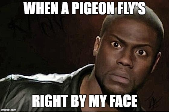 Kevin Hart Meme | WHEN A PIGEON FLY'S; RIGHT BY MY FACE | image tagged in memes,kevin hart | made w/ Imgflip meme maker