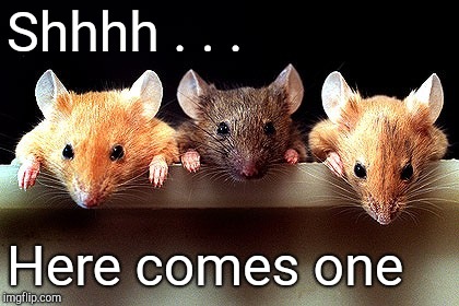 3 mice | Shhhh . . . Here comes one | image tagged in 3 mice | made w/ Imgflip meme maker
