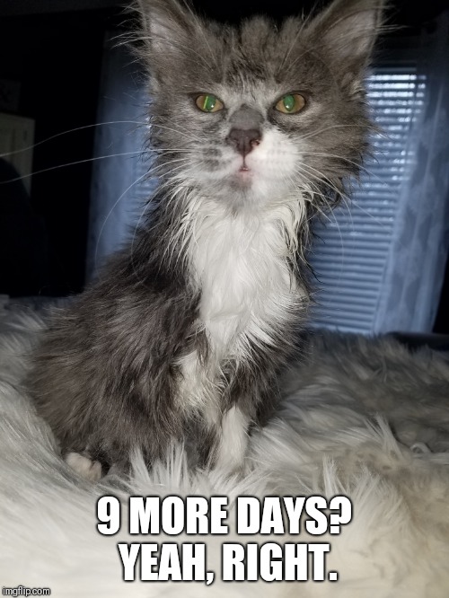 Grumpy kitty | 9 MORE DAYS? YEAH, RIGHT. | image tagged in grumpy cat | made w/ Imgflip meme maker