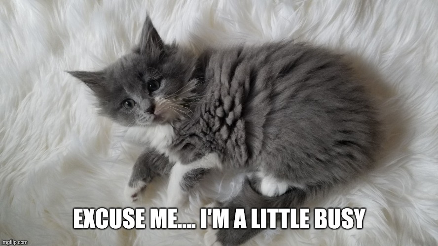Sweet kitty | EXCUSE ME.... I'M A LITTLE BUSY | image tagged in sweet kitty | made w/ Imgflip meme maker