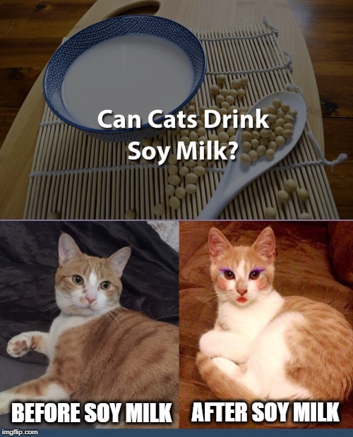 Just say no | AFTER SOY MILK; BEFORE SOY MILK | image tagged in funny memes,soy,feminizing,cats,cat meme | made w/ Imgflip meme maker