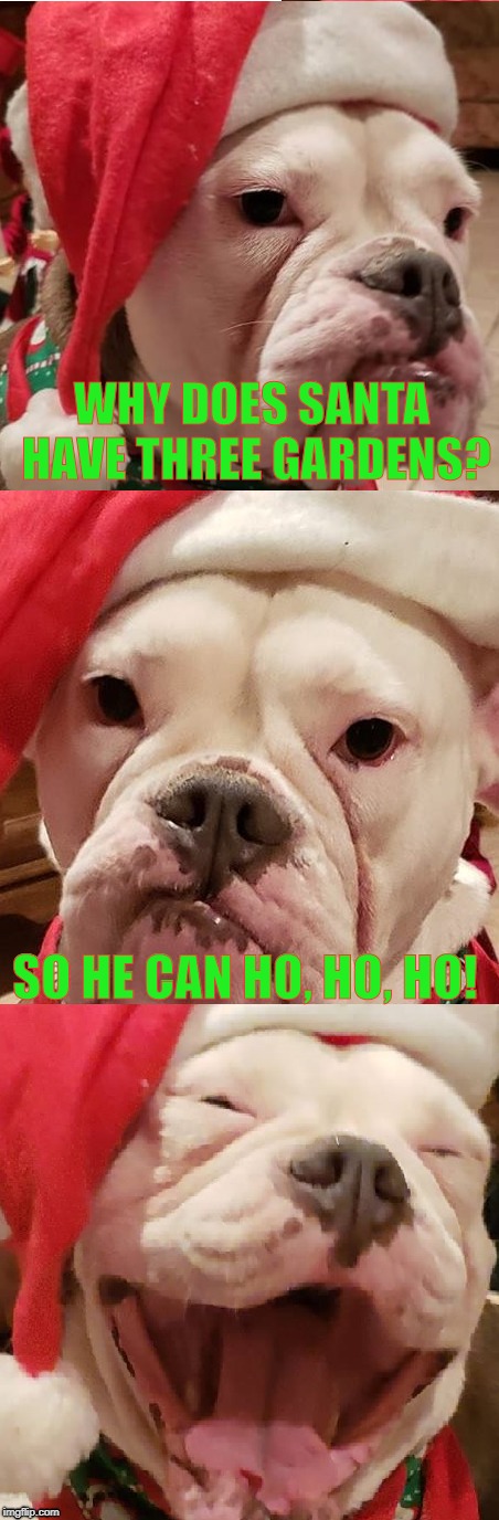 Brothers, A Merry Christmas | WHY DOES SANTA HAVE THREE GARDENS? SO HE CAN HO, HO, HO! | image tagged in christmas,bad pun dog,ho ho ho | made w/ Imgflip meme maker