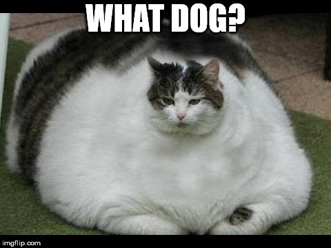 Fat Cat | WHAT DOG? | image tagged in fat cat | made w/ Imgflip meme maker