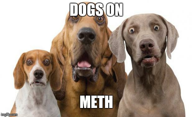 surprised dogs | DOGS ON; METH | image tagged in surprised dogs | made w/ Imgflip meme maker