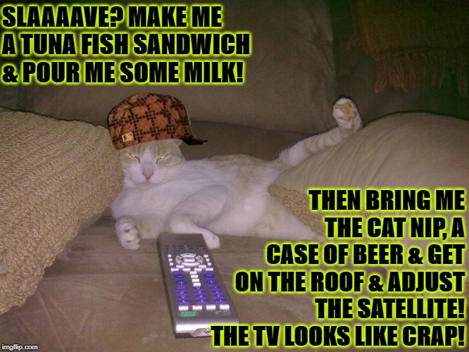 LAZY TURD CAT | SLAAAAVE? MAKE ME A TUNA FISH SANDWICH & POUR ME SOME MILK! THEN BRING ME THE CAT NIP, A CASE OF BEER & GET ON THE ROOF & ADJUST THE SATELLITE! THE TV LOOKS LIKE CRAP! | image tagged in lazy turd cat,scumbag | made w/ Imgflip meme maker