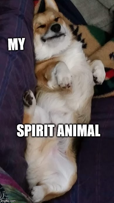  MY; SPIRIT ANIMAL | image tagged in floki | made w/ Imgflip meme maker
