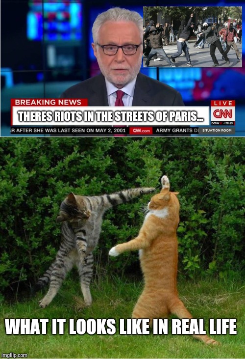 THERES RIOTS IN THE STREETS OF PARIS... WHAT IT LOOKS LIKE IN REAL LIFE | image tagged in cat fight,cnn wolf of fake news fanfiction | made w/ Imgflip meme maker
