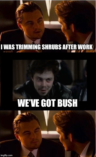 Inception Meme | I WAS TRIMMING SHRUBS AFTER WORK WE’VE GOT BUSH | image tagged in memes,inception | made w/ Imgflip meme maker