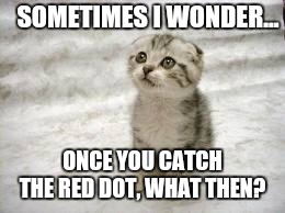 Sad Cat Meme | SOMETIMES I WONDER... ONCE YOU CATCH THE RED DOT, WHAT THEN? | image tagged in memes,sad cat | made w/ Imgflip meme maker