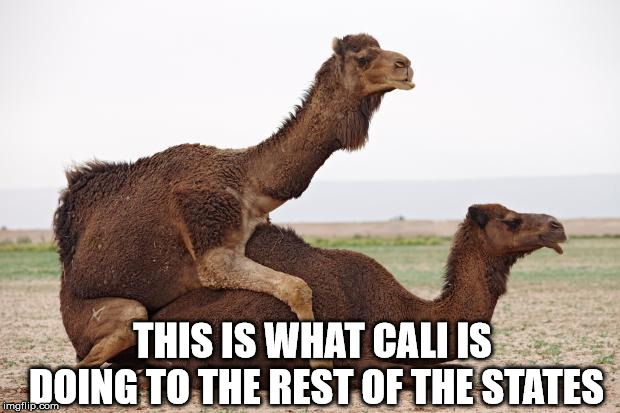 camelsex | THIS IS WHAT CALI IS DOING TO THE REST OF THE STATES | image tagged in camelsex | made w/ Imgflip meme maker